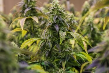 Ganja