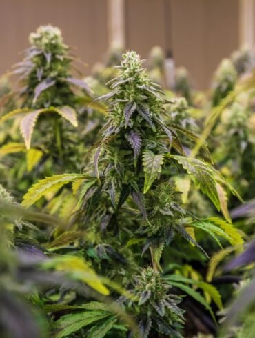 Ganja