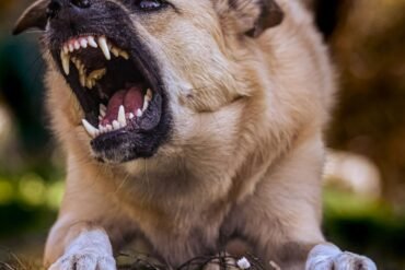 Dog attack