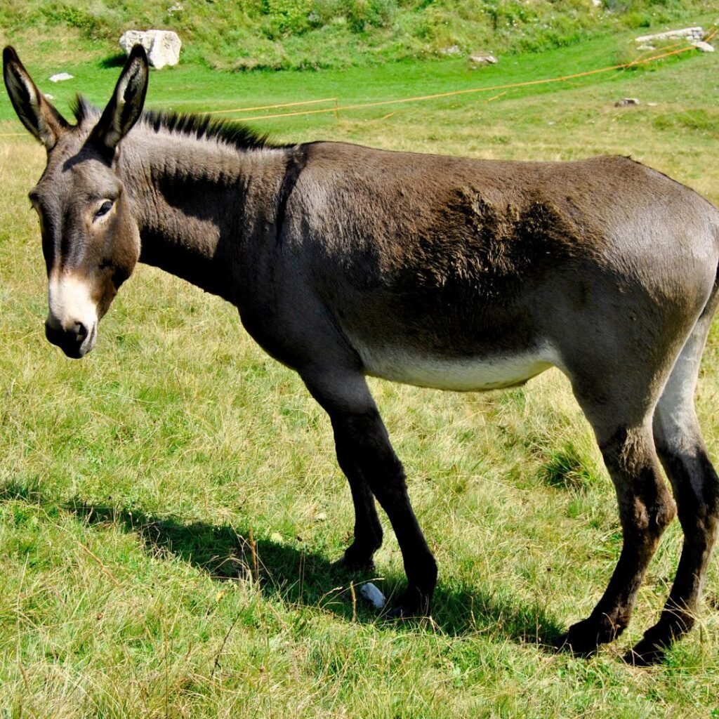 Donkey Milk Scam Dupes Vijayanagara Farmers of ₹9 Crore - hospet.online
