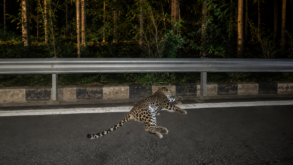Five-year-old male leopard dies after being hit by a vehicle on National Highway-50 near Mariyammanahalli