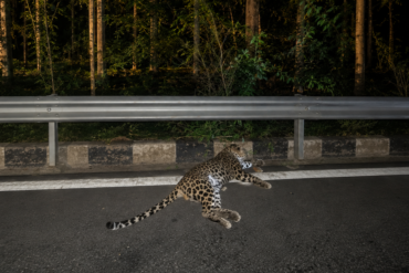Five-year-old male leopard dies after being hit by a vehicle on National Highway-50 near Mariyammanahalli