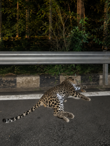Five-year-old male leopard dies after being hit by a vehicle on National Highway-50 near Mariyammanahalli
