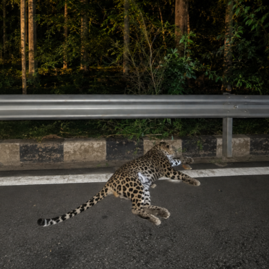 Five-year-old male leopard dies after being hit by a vehicle on National Highway-50 near Mariyammanahalli
