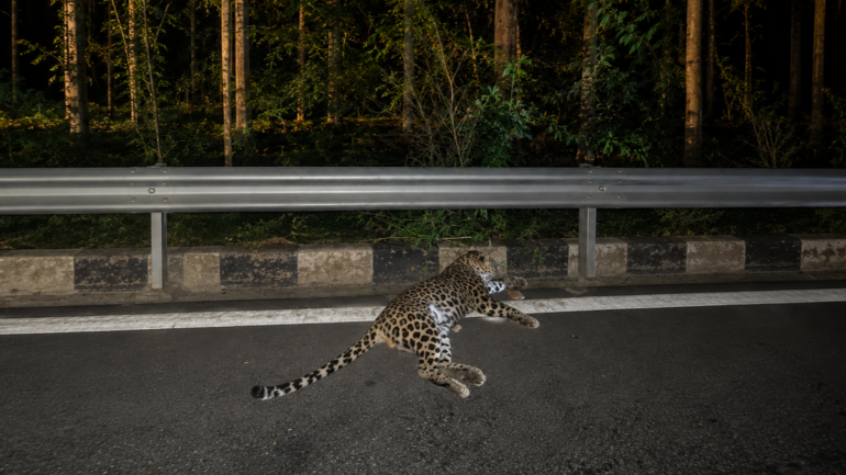 Five-year-old male leopard dies after being hit by a vehicle on National Highway-50 near Mariyammanahalli