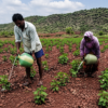 Farmer couple in Ballari carries water in pots daily to save 2.5-acre cotton crop amid weak monsoon
