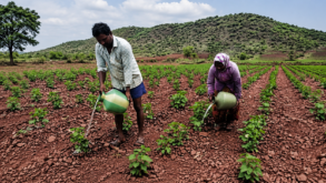 Farmer couple in Ballari carries water in pots daily to save 2.5-acre cotton crop amid weak monsoon