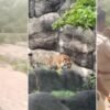 Koppal Youth Uses AI Tiger Photo to Dodge Work, Forest Officials Impose Punishment