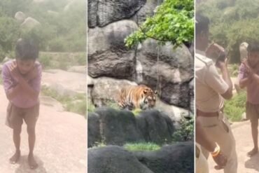 Koppal Youth Uses AI Tiger Photo to Dodge Work, Forest Officials Impose Punishment
