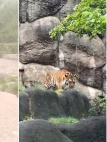 Koppal Youth Uses AI Tiger Photo to Dodge Work, Forest Officials Impose Punishment