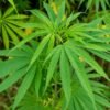 District Magistrate Kavita S. Mannikere reveals seizure of 97.8 kg cannabis in Vijayanagara over ten months