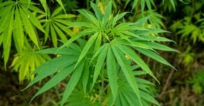 District Magistrate Kavita S. Mannikere reveals seizure of 97.8 kg cannabis in Vijayanagara over ten months