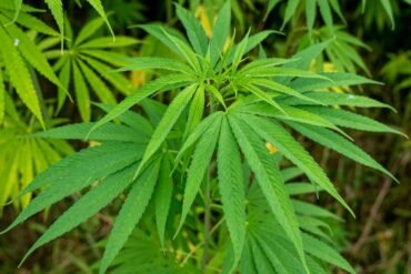 District Magistrate Kavita S. Mannikere reveals seizure of 97.8 kg cannabis in Vijayanagara over ten months
