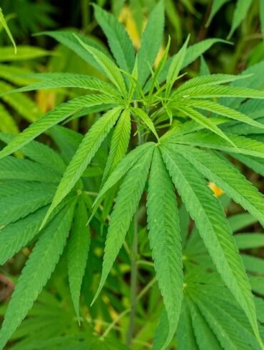 District Magistrate Kavita S. Mannikere reveals seizure of 97.8 kg cannabis in Vijayanagara over ten months