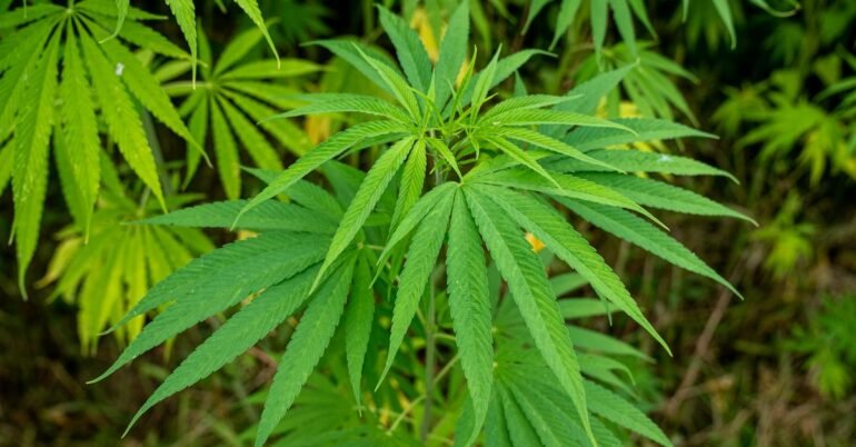 District Magistrate Kavita S. Mannikere reveals seizure of 97.8 kg cannabis in Vijayanagara over ten months