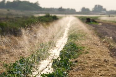 Farmer Union Demands Tungabhadra Water Release Until December 15 Amid Rain Deficit