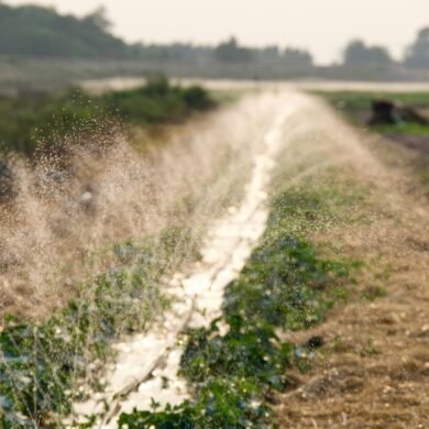Farmer Union Demands Tungabhadra Water Release Until December 15 Amid Rain Deficit