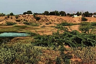 Reservoirs in Koppal Taluk Dry Up, Threatening Livestock and Crops
